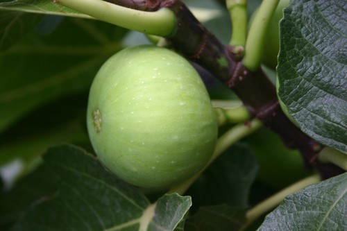 Feigenbaum sucre - feigenbaum,